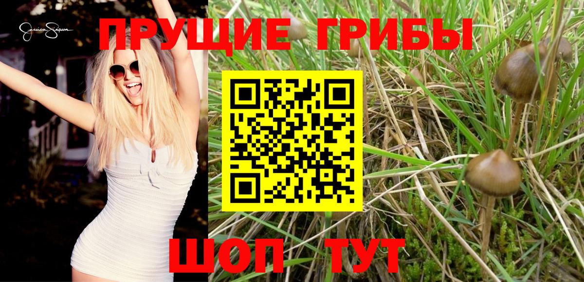 Псилоцибиновые грибы Psilocybine cubensis Кандалакша
